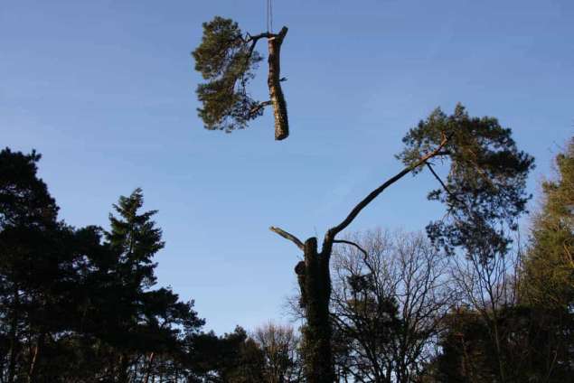 bomen kappen in vught brabant en tilburg hovenier